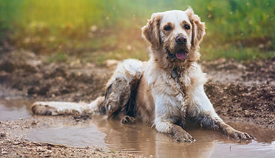 Protect Your Car Seats from Dog and Mud