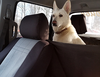 Seat Covers Best for Dogs